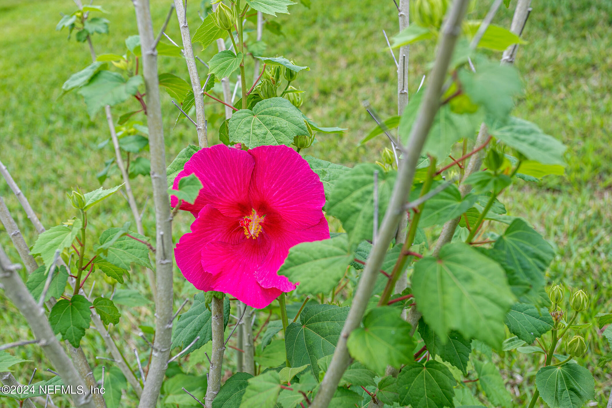 1658 Lockend Road Jacksonville, FL 32221 - Photo 54 of 54 a view of a flower in a garden