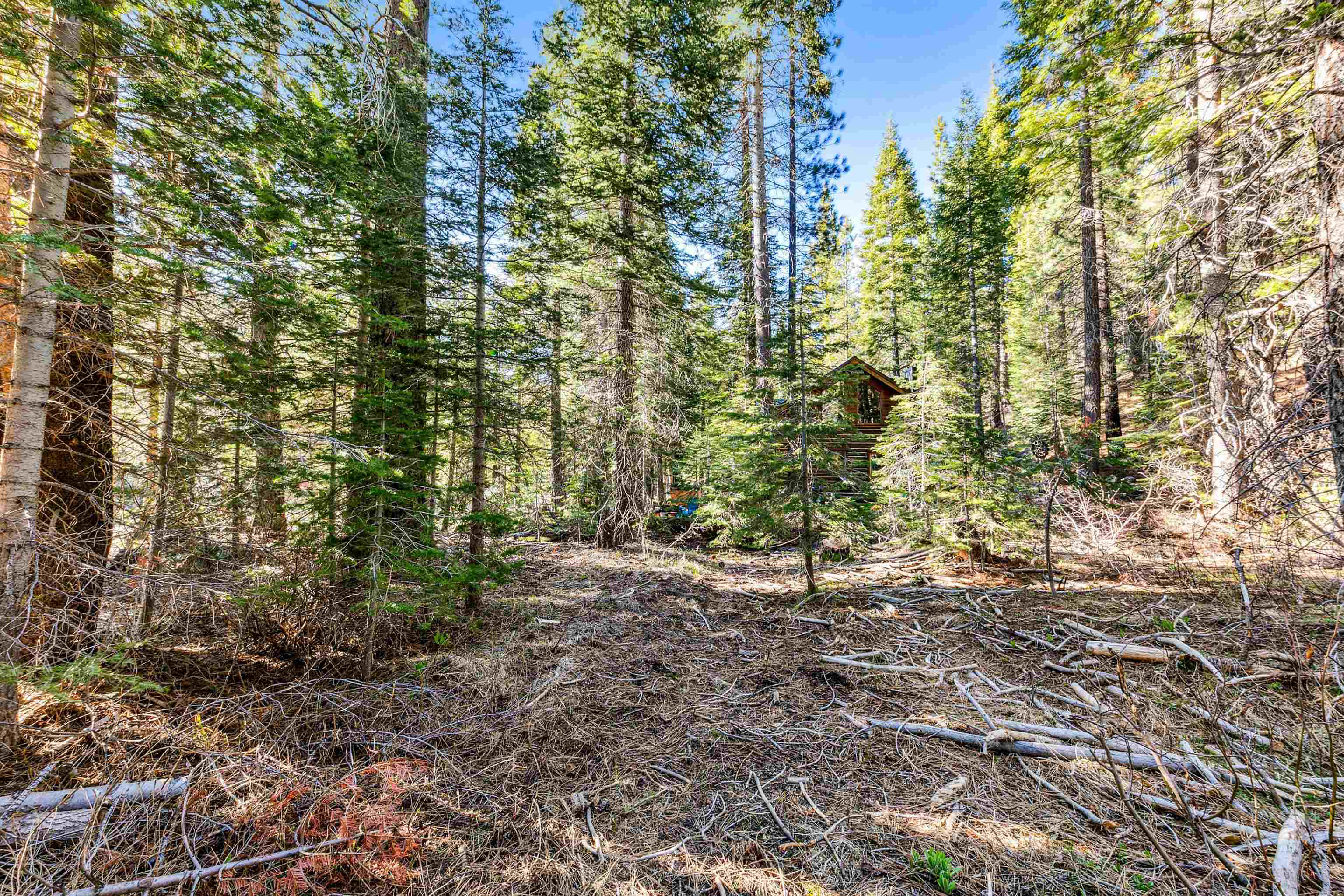 7898 River Road Truckee, CA 96161 - Photo 18 of 20 a view of a forest with trees