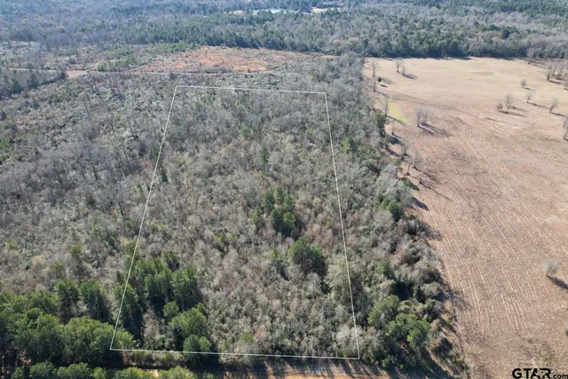 a view of a dry yard covered with trees