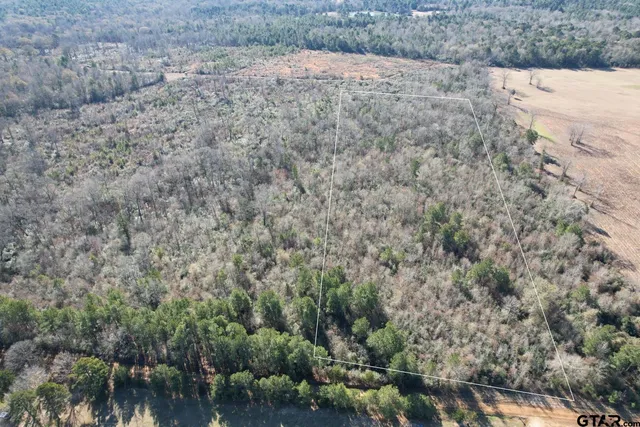 a view of a dry yard covered with trees