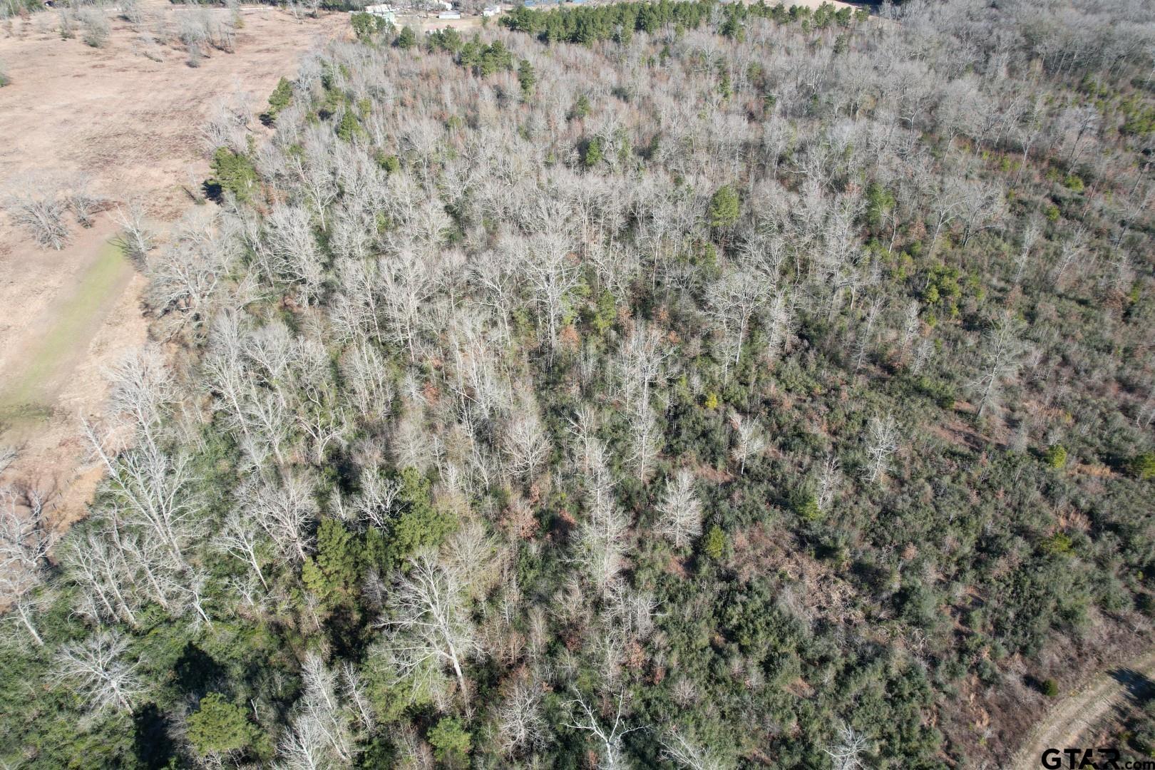 Tbd-c County Road 4021 Timpson, TX 75975 - Photo 4 of 7 a close up of a plant