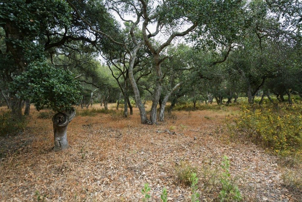 0 Valle Pacifico Road Salinas, CA 93907 - Photo 25 of 45