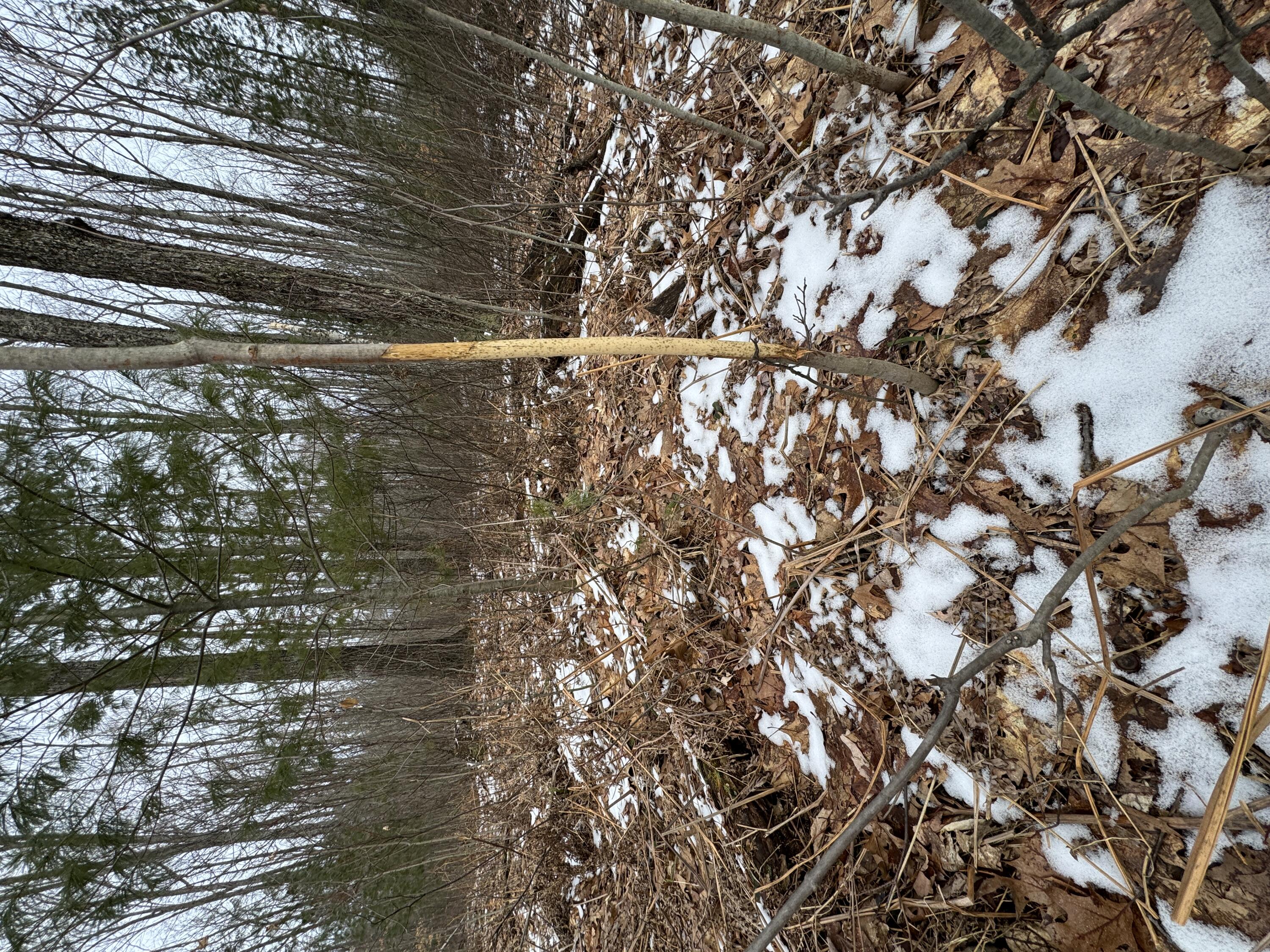 3010 Mt Tom Road Mio, MI 48647 - Photo 81 of 134 IMG_9147