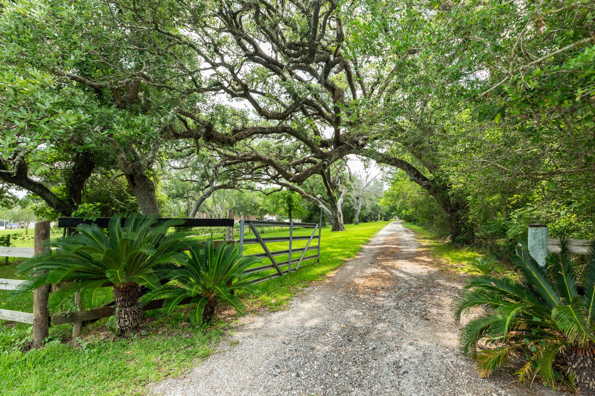 4821 County Road 288 Angleton, TX 77515 - Photo 3 of 35 a green field with lots of trees in it