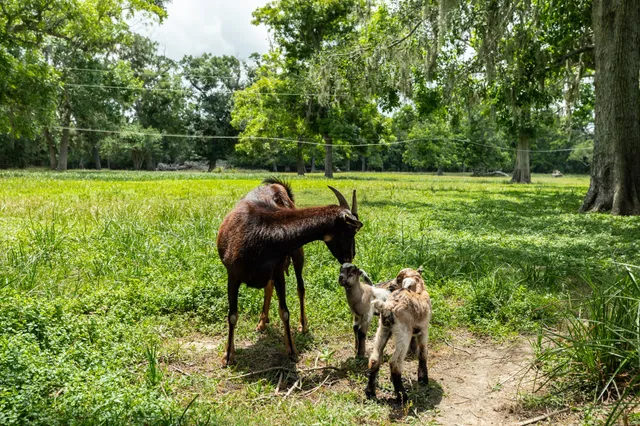 $739,900 | 4821 County Road 288, Angleton, TX 77515