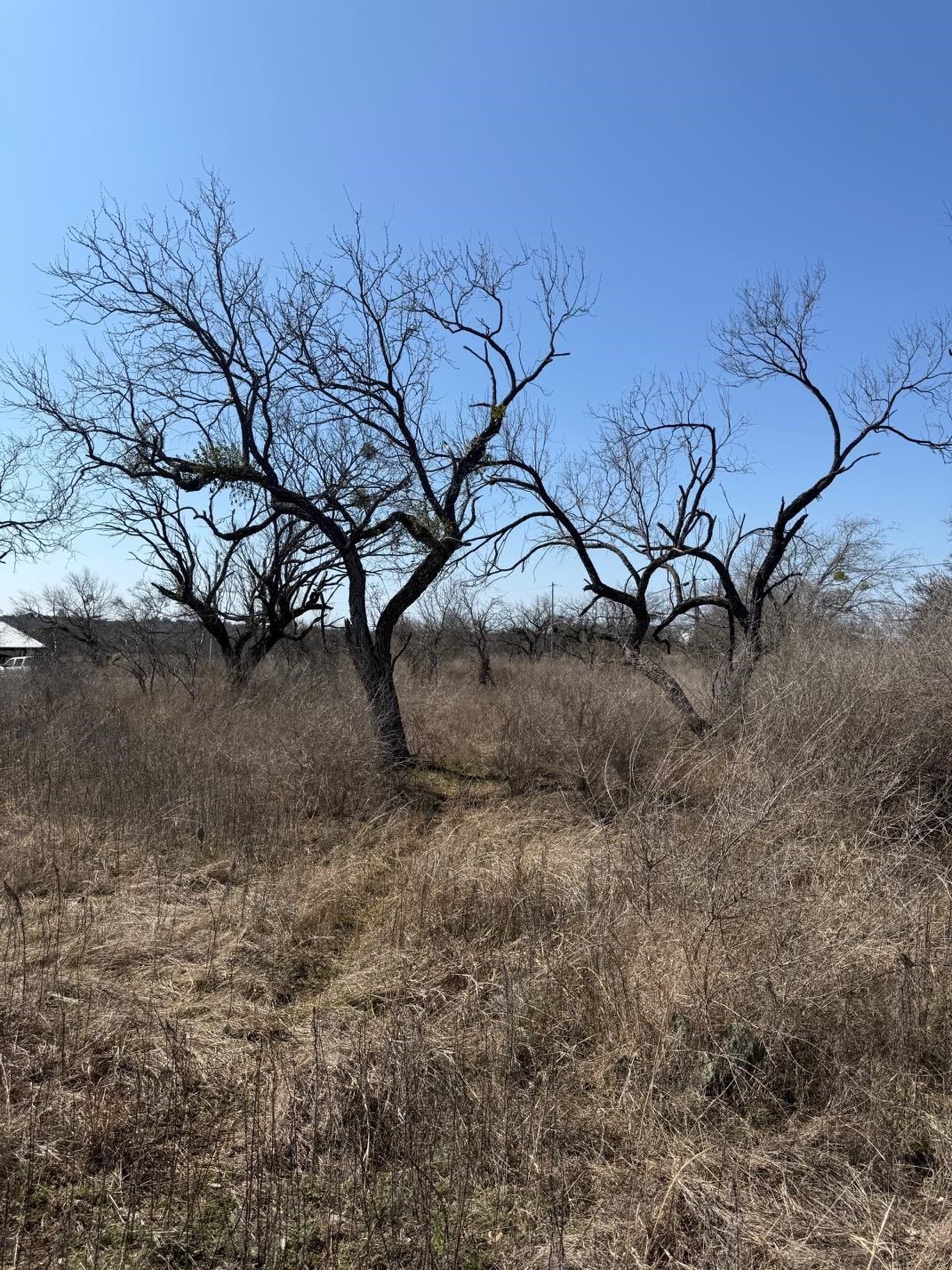 Tbd Hale Street Llano, TX 78643 - Photo 6 of 16 a backyard of a house with lots of green space