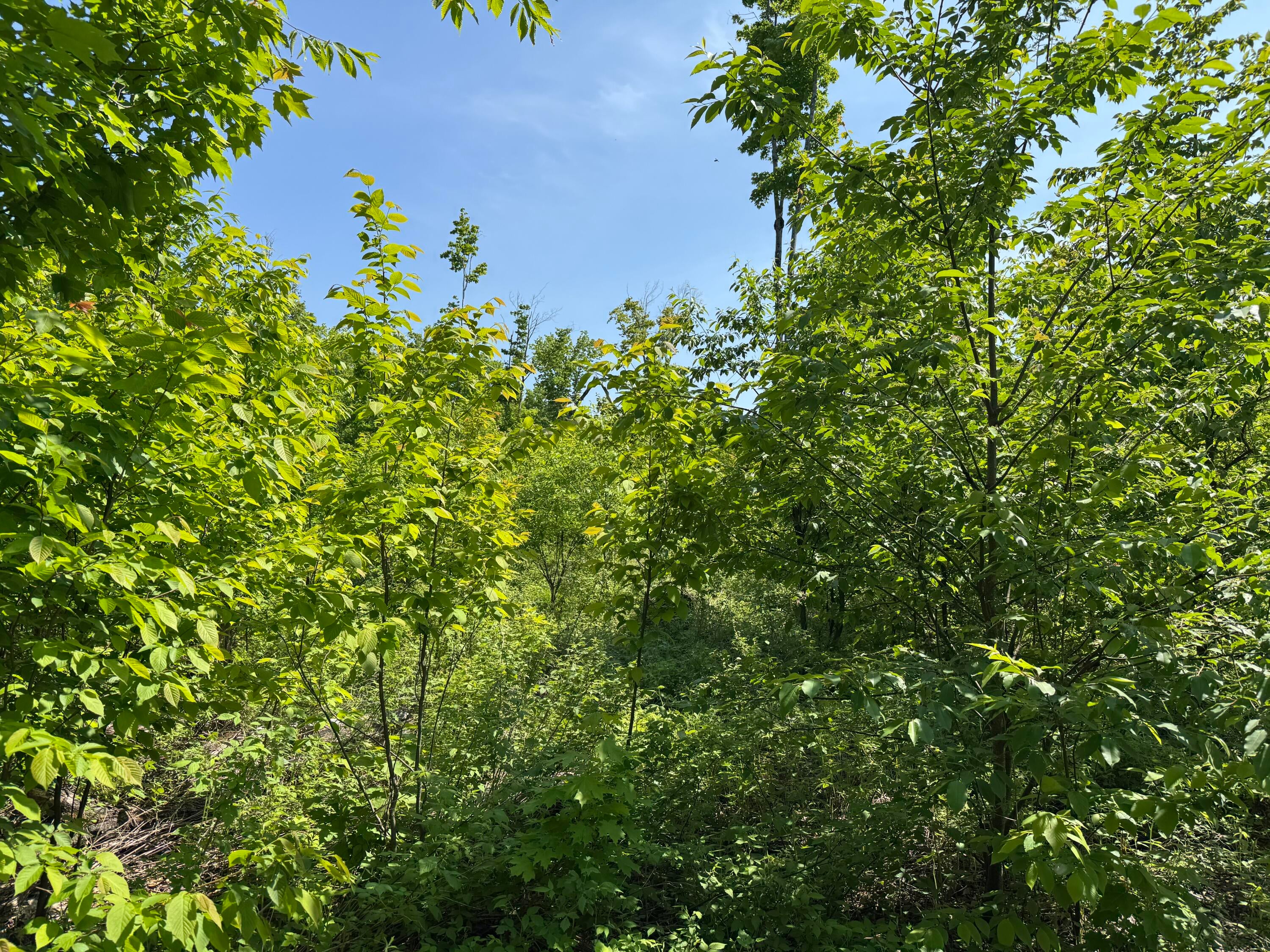 Tbd South Piatt Lake Road Eckerman, MI 49728 - Photo 17 of 22 Gallery Image 17