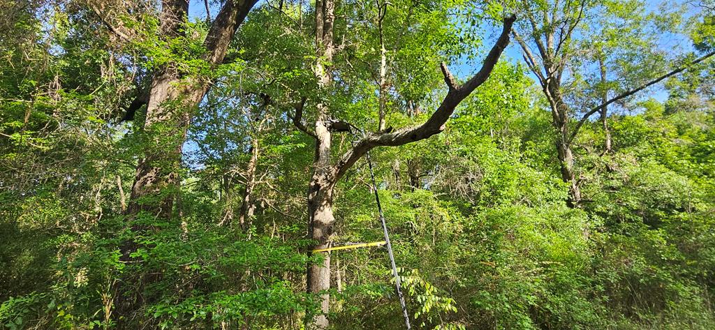 0 Case Road Slocomb, AL 36375 - Photo 15 of 18