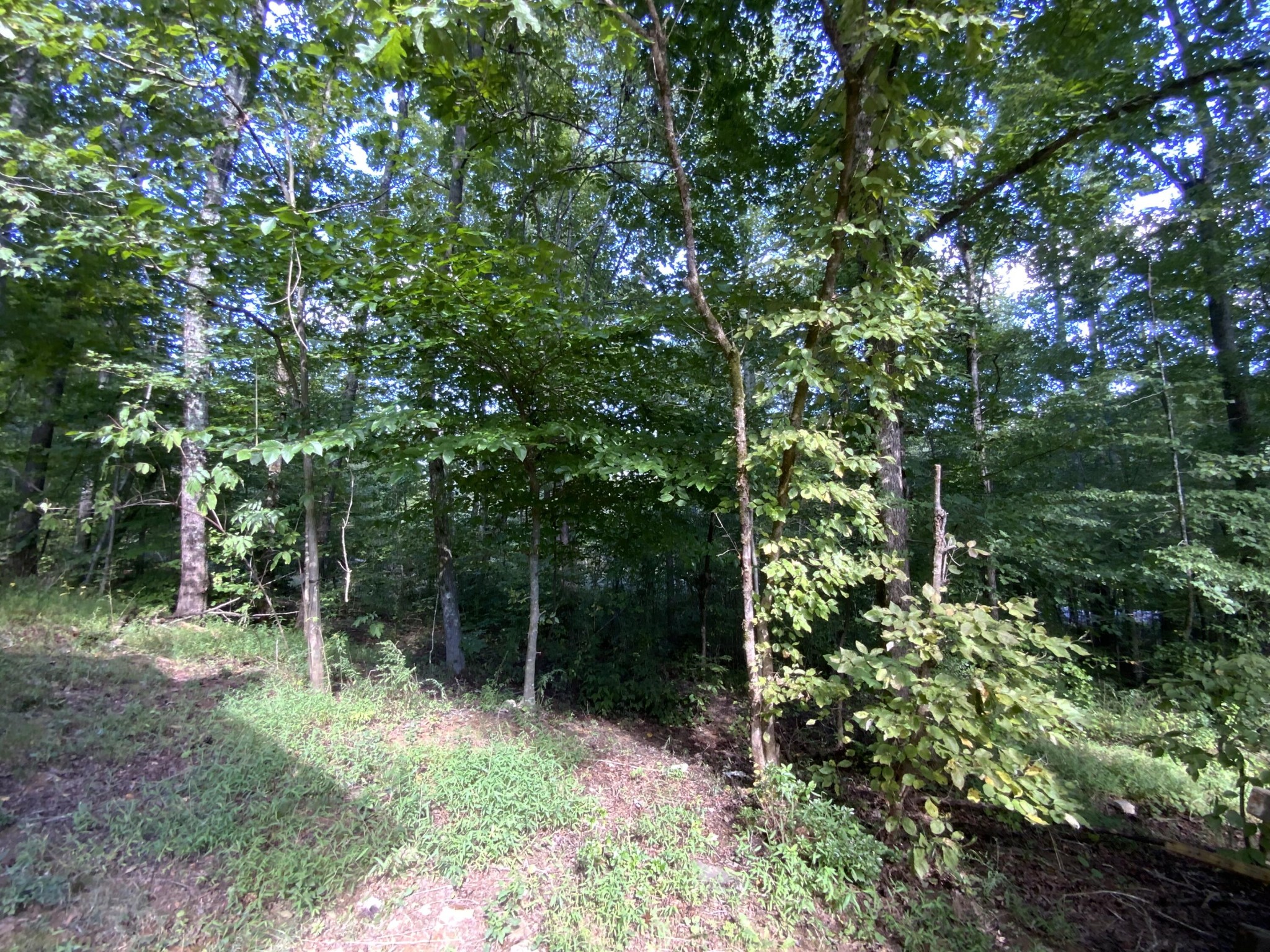 1328 Dogtown Road Ten Mile, TN 37880 - Photo 16 of 16 a view of forest