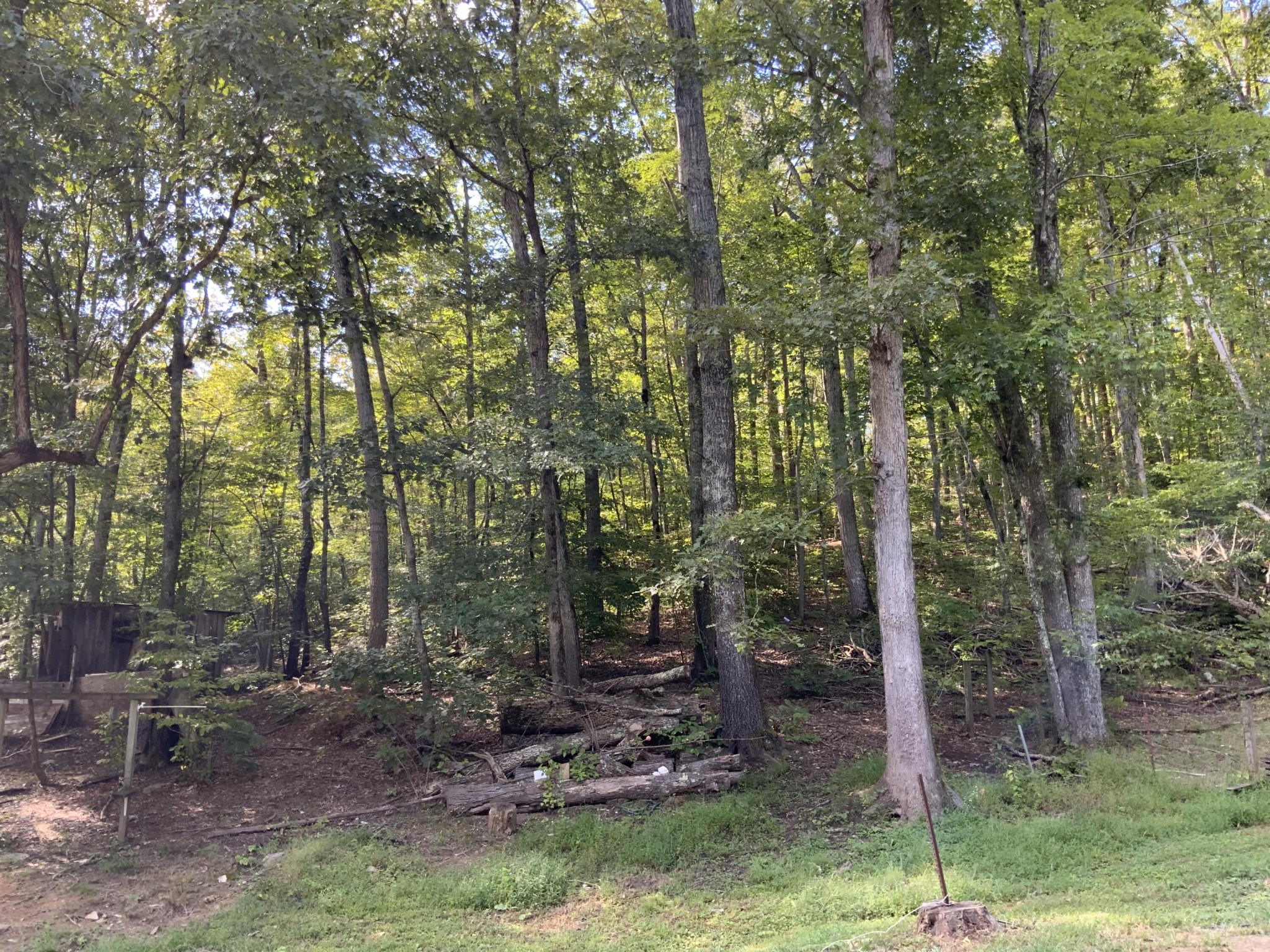 1328 Dogtown Road Ten Mile, TN 37880 - Photo 9 of 16 a backyard of a house with lots of trees
