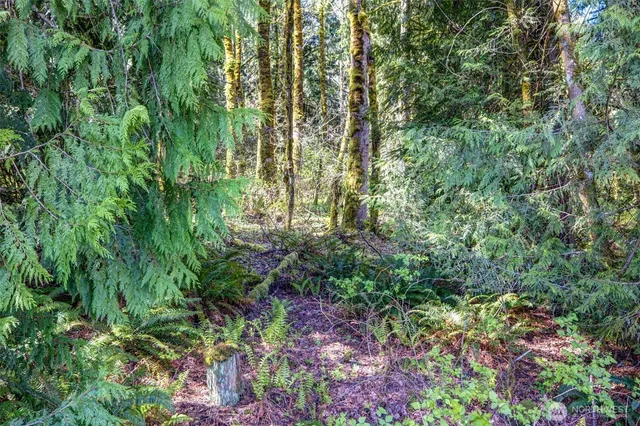 a view of a garden with plants and trees