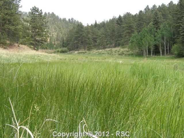 581 Mills Ranch Road Woodland Park, CO 80863 - Photo 16 of 16 Lush year round valley