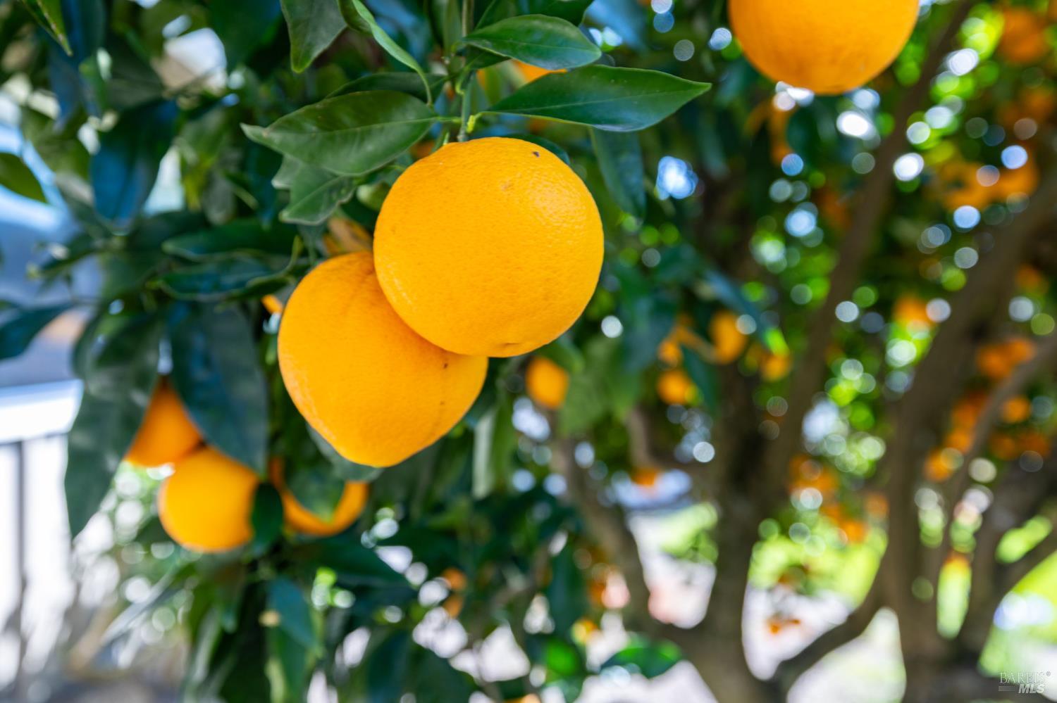 96 Aspen Meadows Circle Santa Rosa, CA 95409 - Photo 37 of 46 Orange Close-up