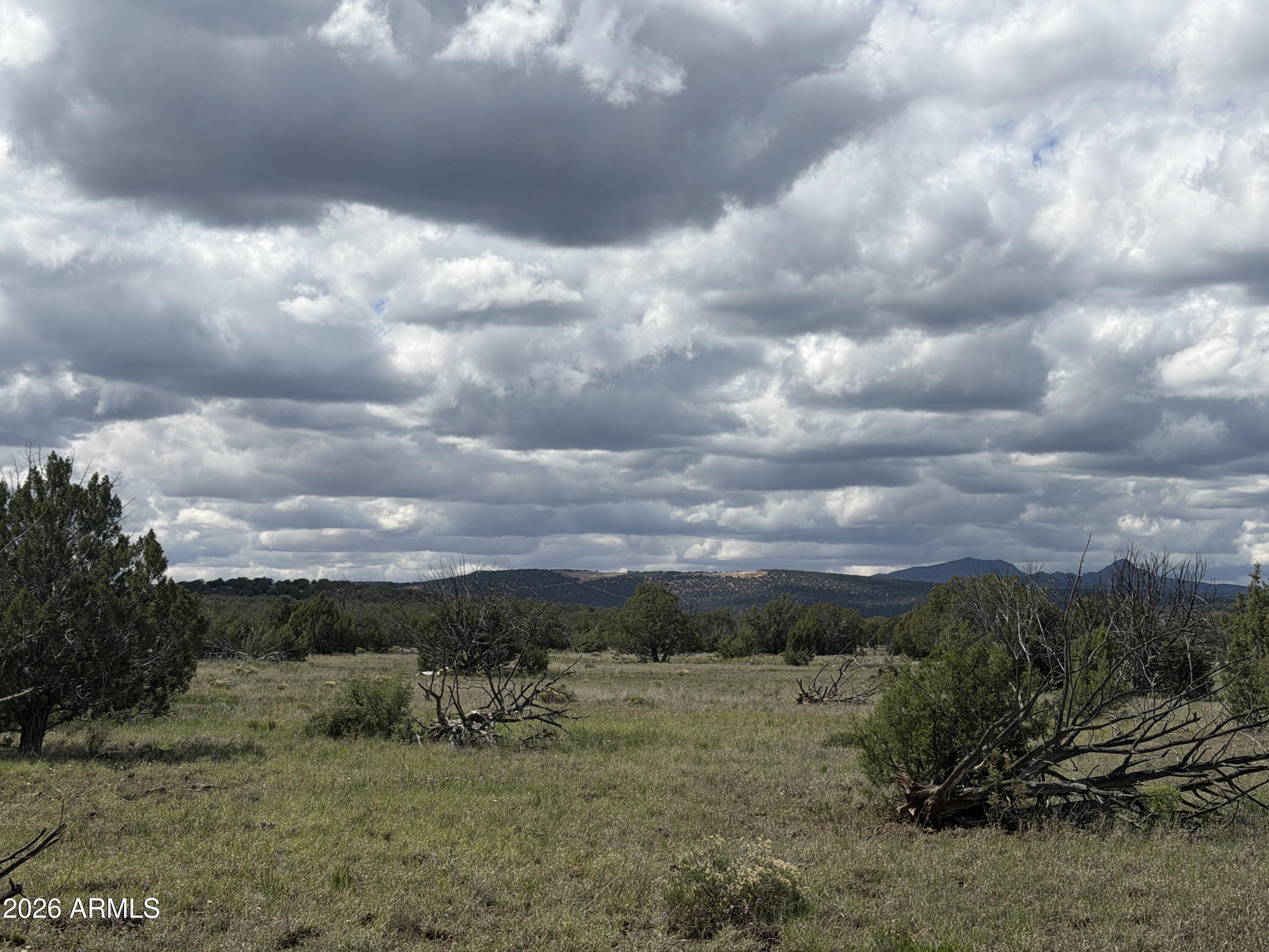 a view of a field of trees