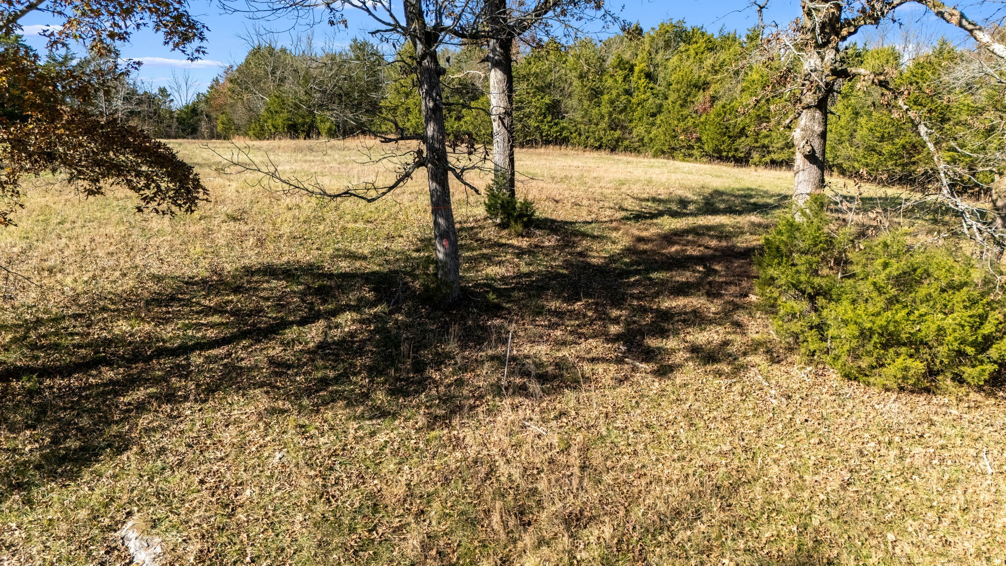 0 Vincion Road Murfreesboro, TN 37130 - Photo 18 of 33 a view of a yard with large trees