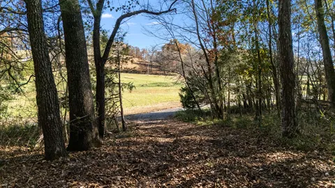 a view of a yard with plants and trees