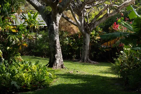 a view of a backyard