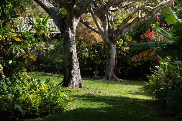 a view of a backyard