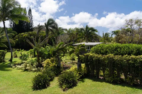 a view of a garden with plants