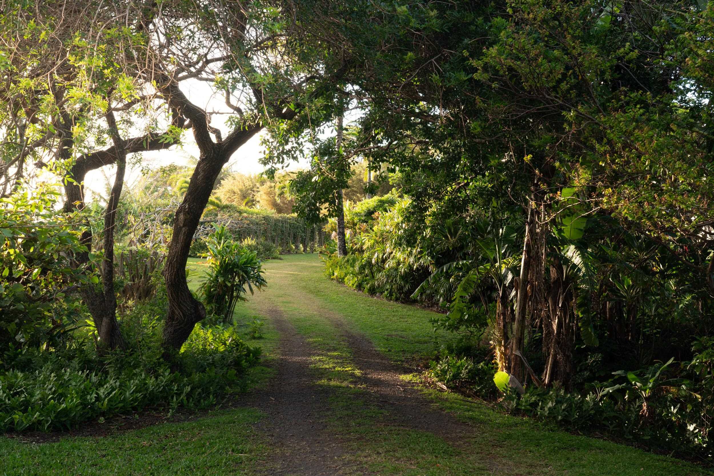 453 North Honokala Road Haiku, HI 96708 - Photo 3 of 33 a view of a backyard of the house
