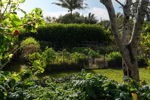 a view of a garden with plants and a bench