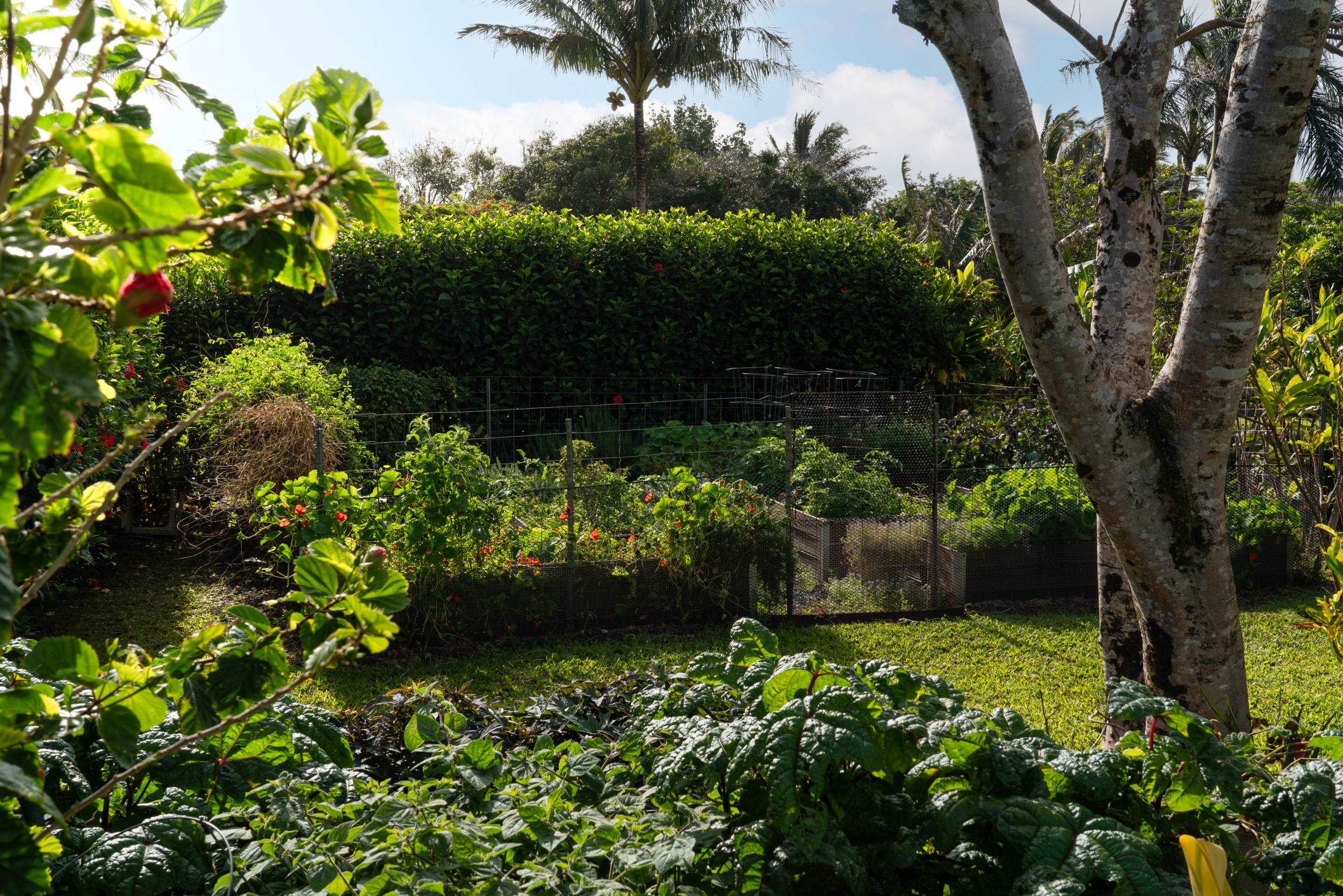 453 North Honokala Road Haiku, HI 96708 - Photo 31 of 33 a view of a garden with plants