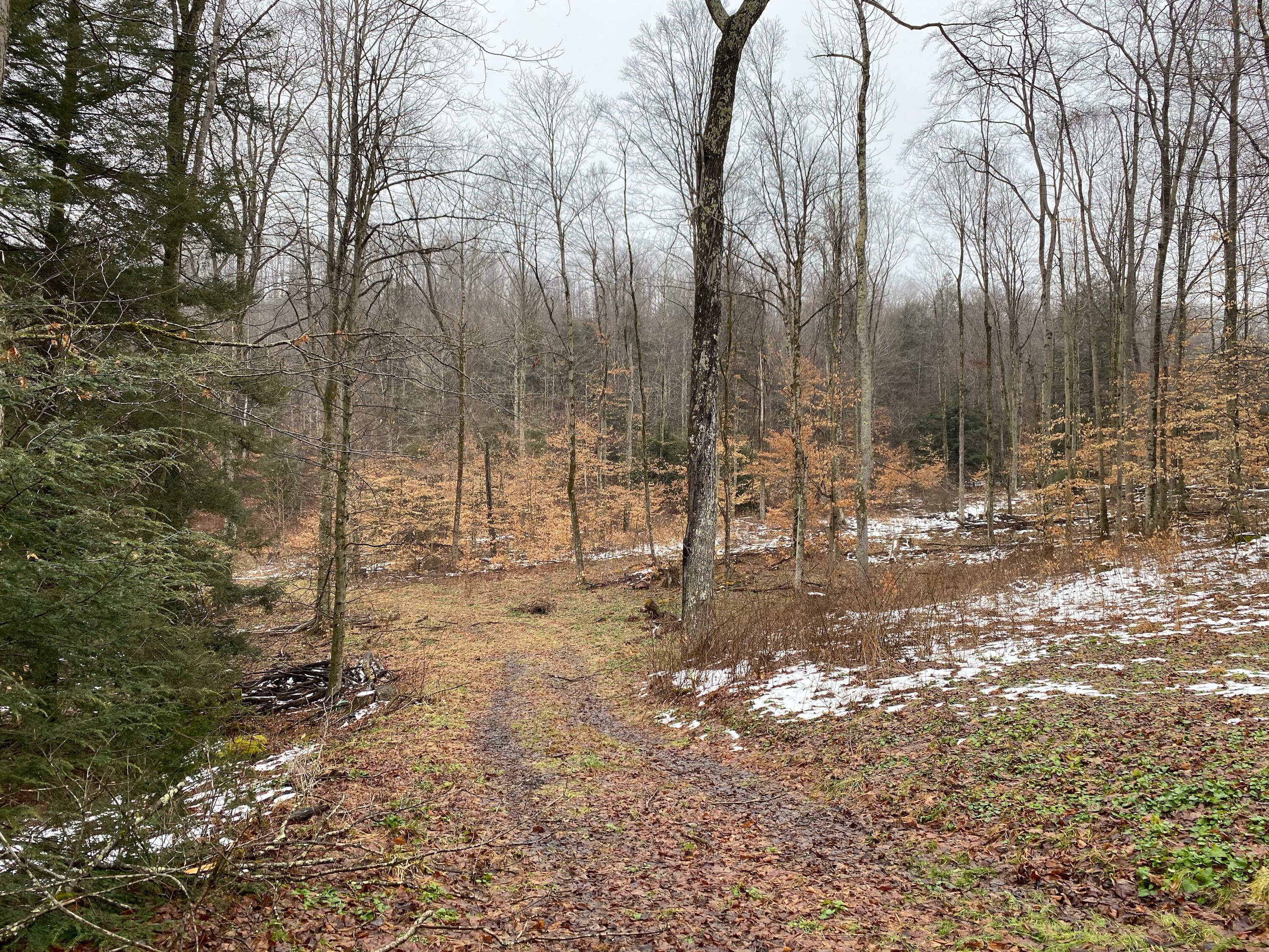 137 Lost Road Nettie, WV 26681 - Photo 6 of 39 Gallery Image 6