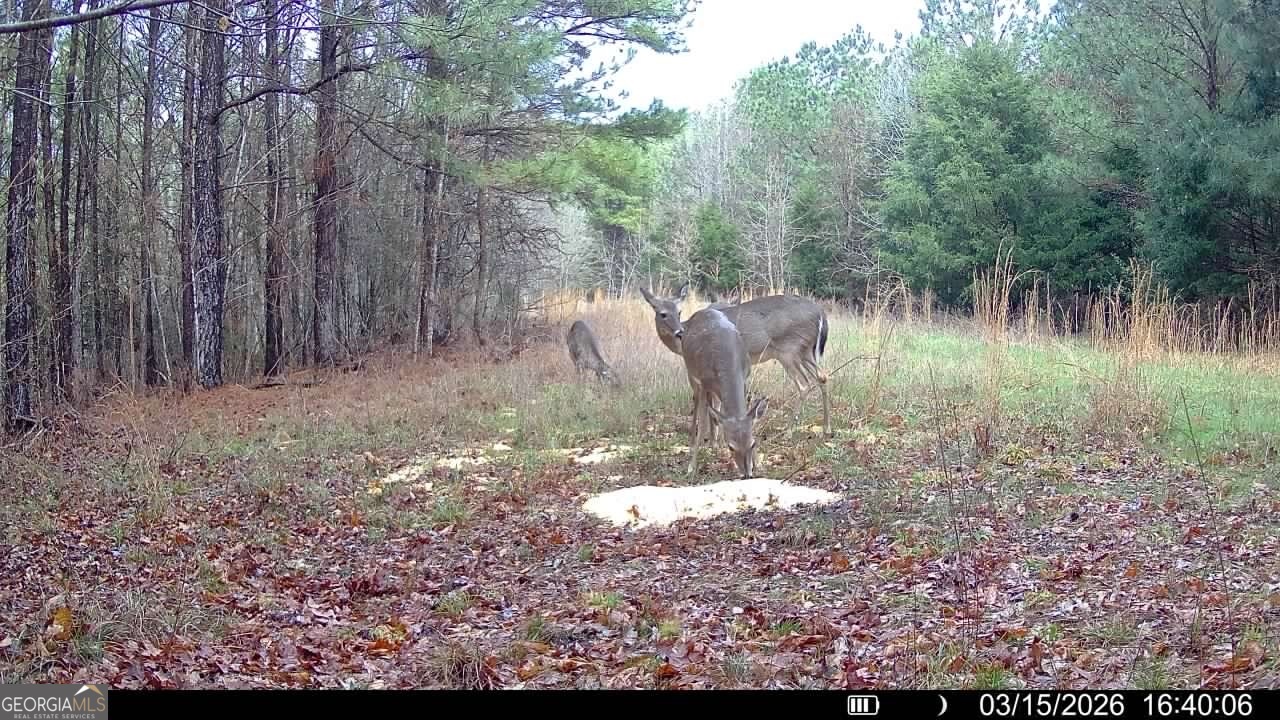 2807 Cedar Creek Road Elberton, GA 30635 - Photo 8 of 109