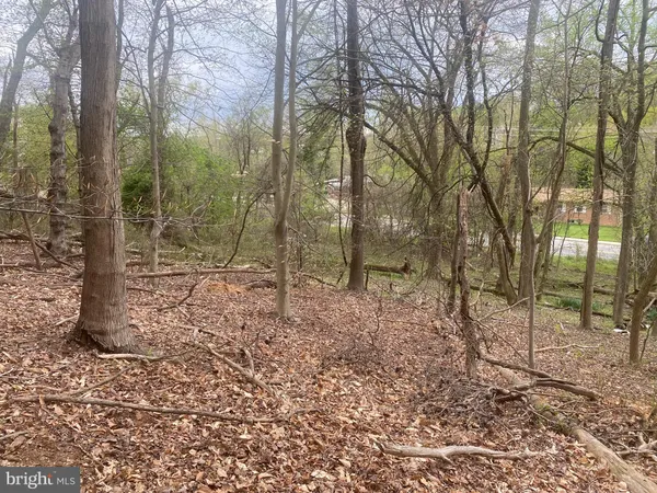 a view of a forest filled with trees