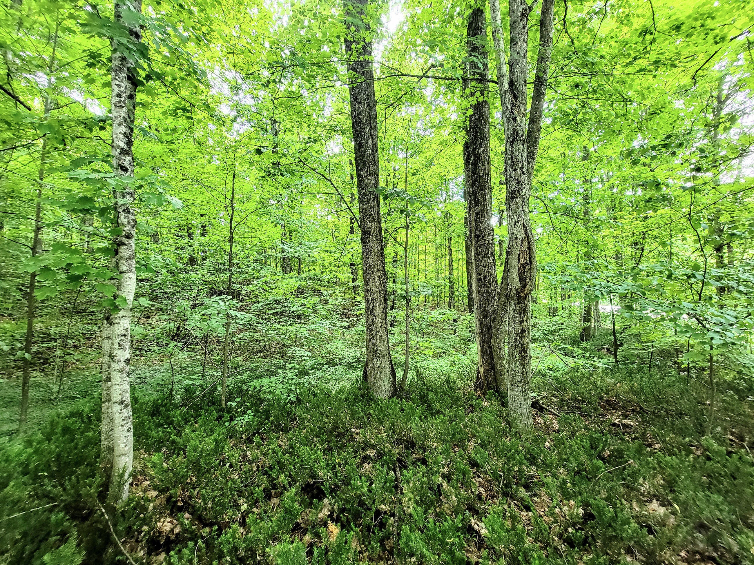 5845 North Ridge Road Gaylord, MI 49735 - Photo 8 of 10