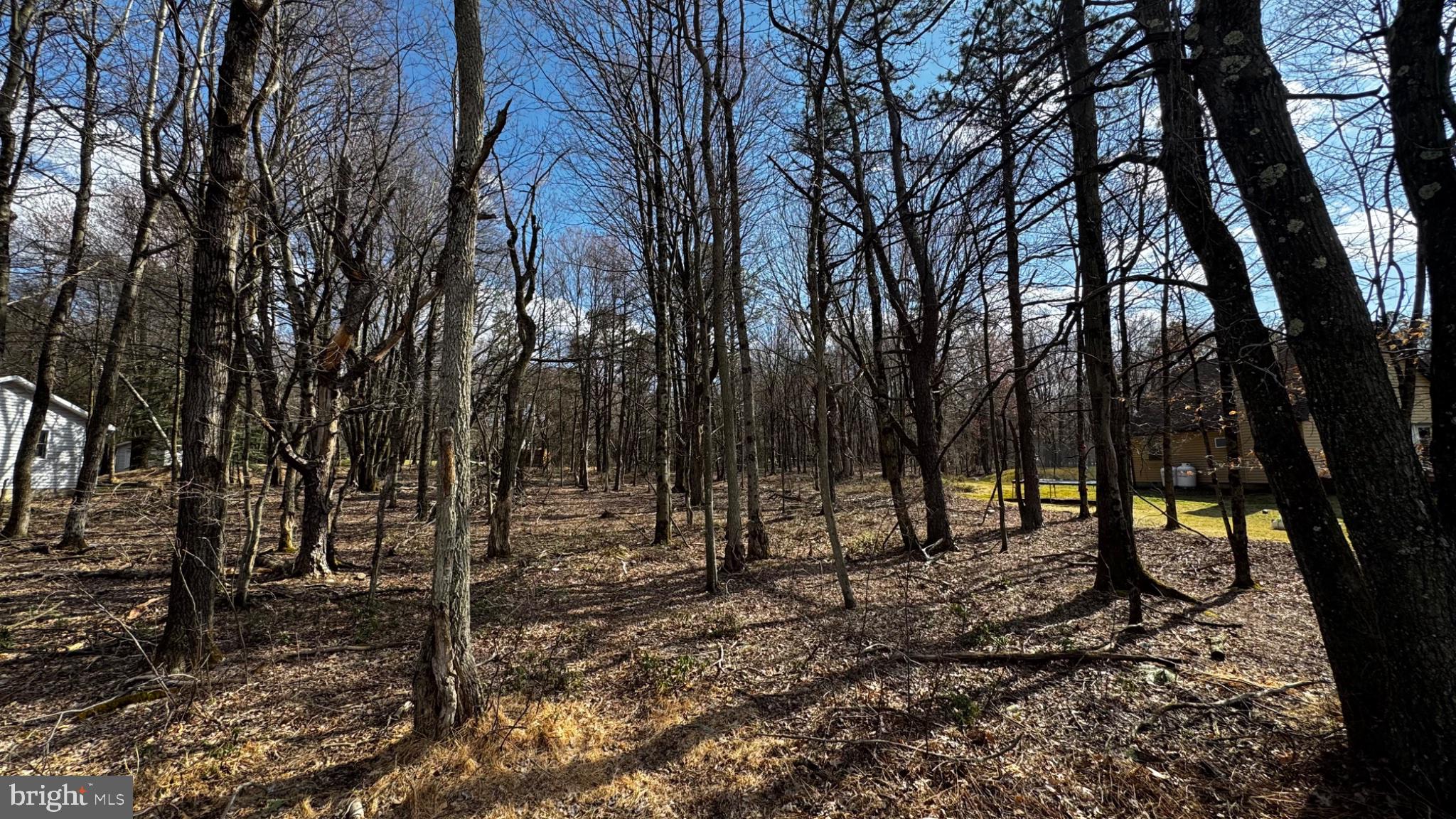 0 Stony Mountain Road Albrightsville, PA 18210 - Photo 11 of 24 Serene woodland retreat awaits discovery.