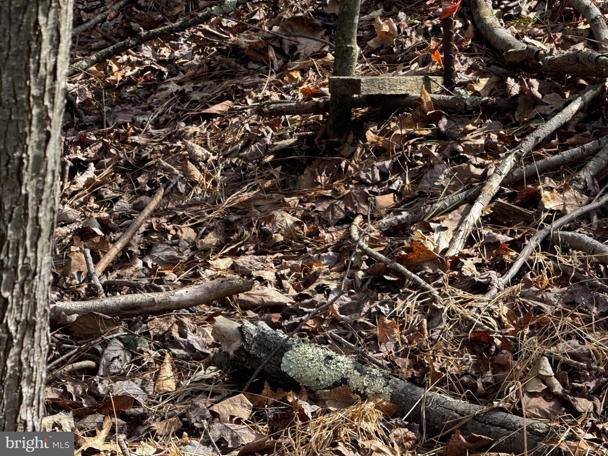 0 Stony Mountain Road Albrightsville, PA 18210 - Photo 15 of 24 Nature's tapestry of fallen leaves.