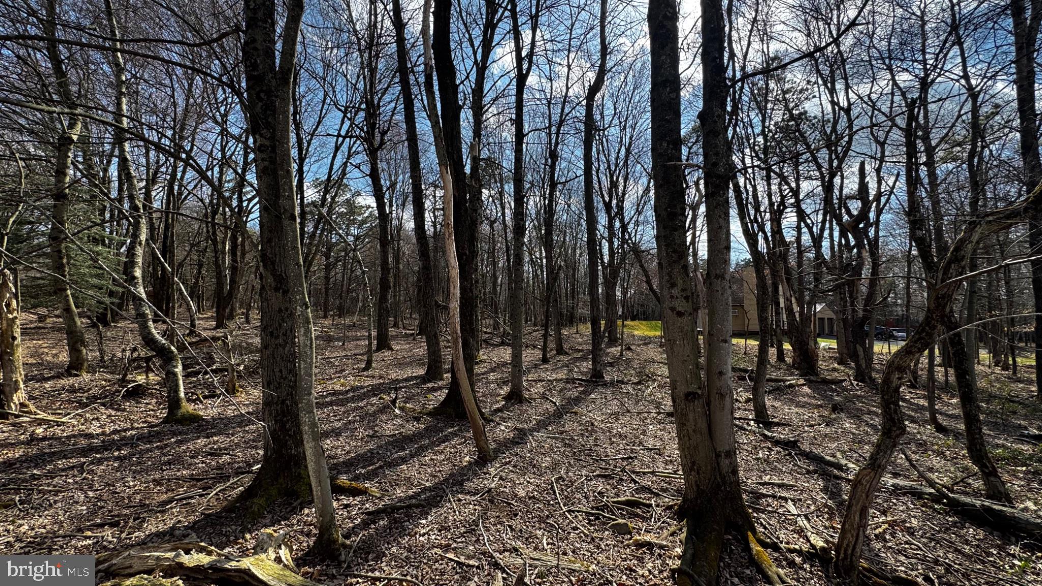 0 Stony Mountain Road Albrightsville, PA 18210 - Photo 3 of 24 Whispers of a tranquil forest