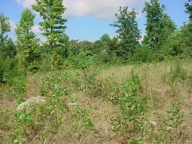 1540 Waidsboro Road Ferrum, VA 24088 - Photo 7 of 7 a view of a lush green forest with lawn chairs and plants