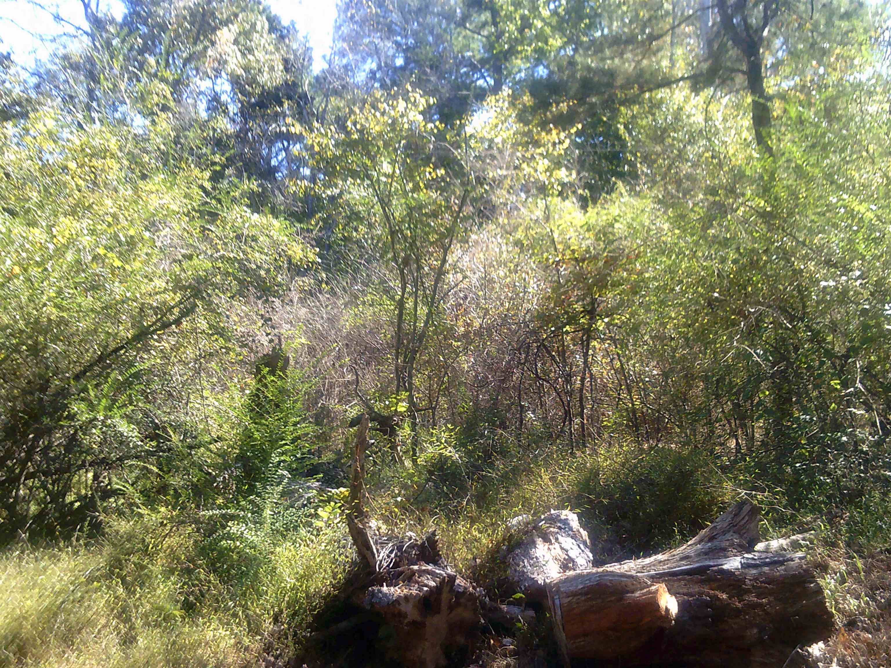 45 Cheairs Lane Grand Junction, TN 38039 - Photo 5 of 9 a view of a forest