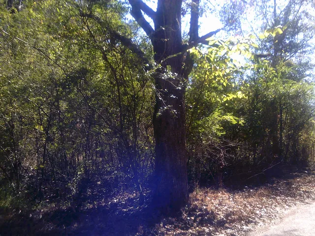 a view of a tree in a yard