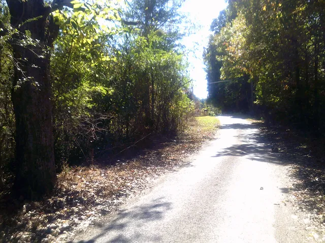 a view of a yard with plants and trees