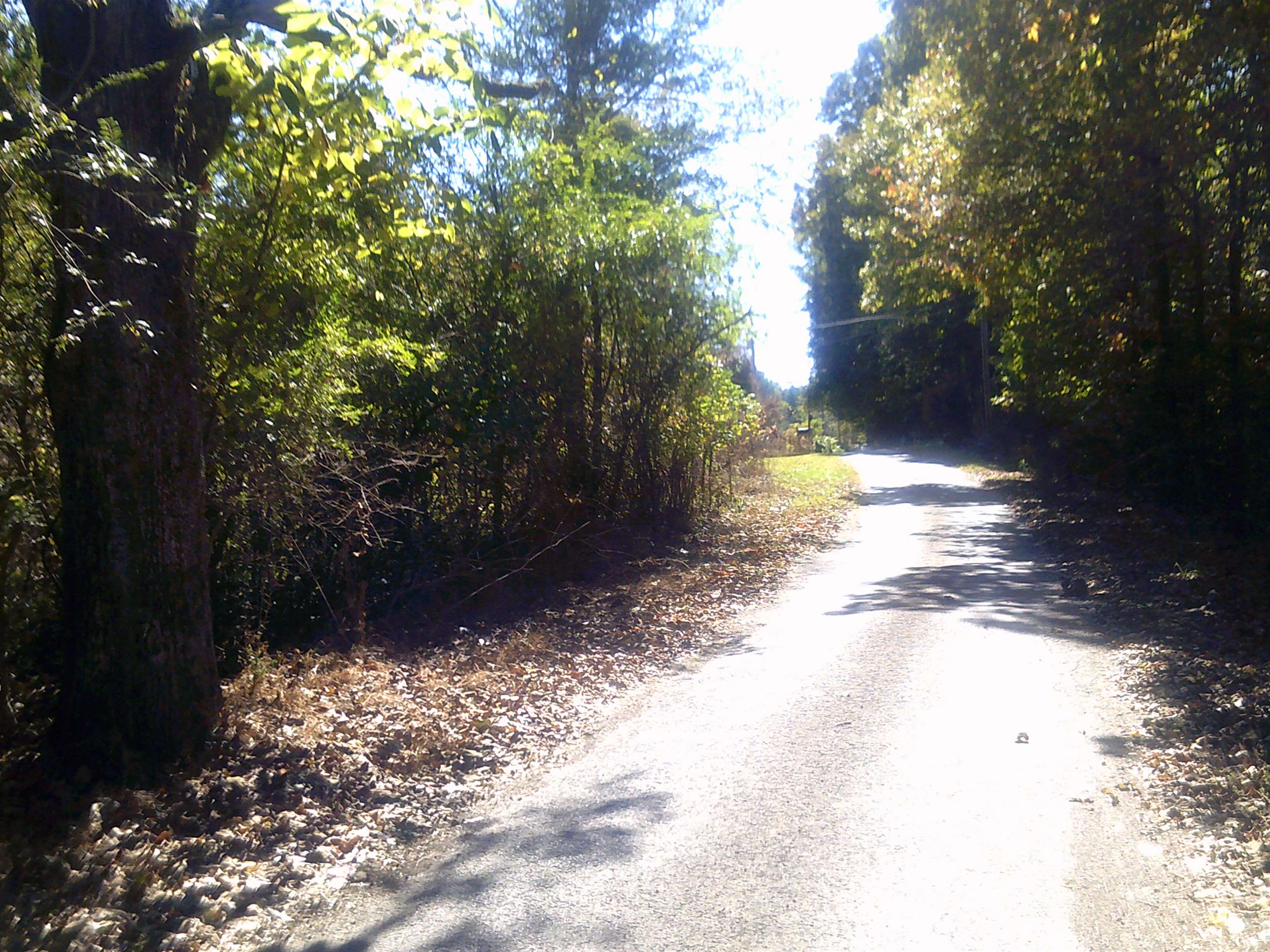 45 Cheairs Lane Grand Junction, TN 38039 - Photo 7 of 9 a view of a yard with plants and trees