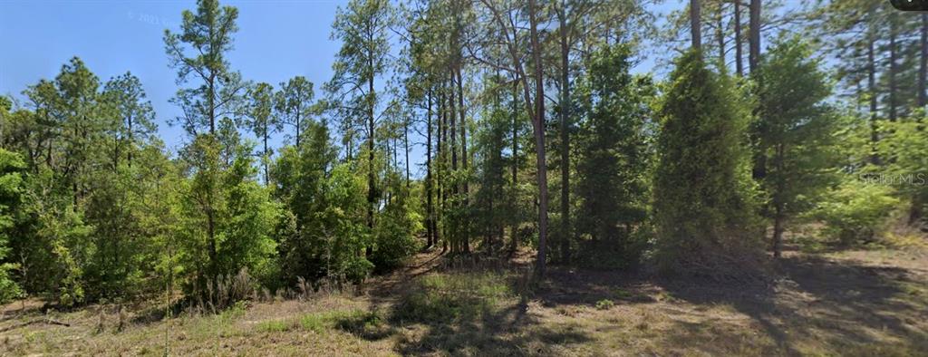 Southeast 5th Place Williston, FL 32696 - Photo 1 of 1 a view of a forest with trees in the background