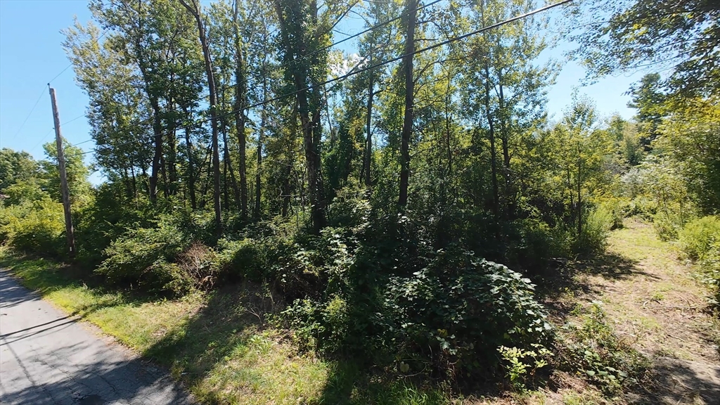 0 Federal Hill Road Oxford, MA 01540 - Photo 7 of 8 a view of a forest with a tree