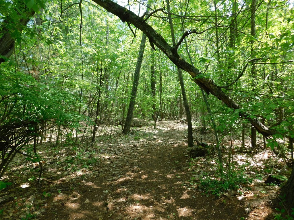 225 Rockingham Road Londonderry, NH 03053 - Photo 14 of 28 a big yard with lots of green space and trees