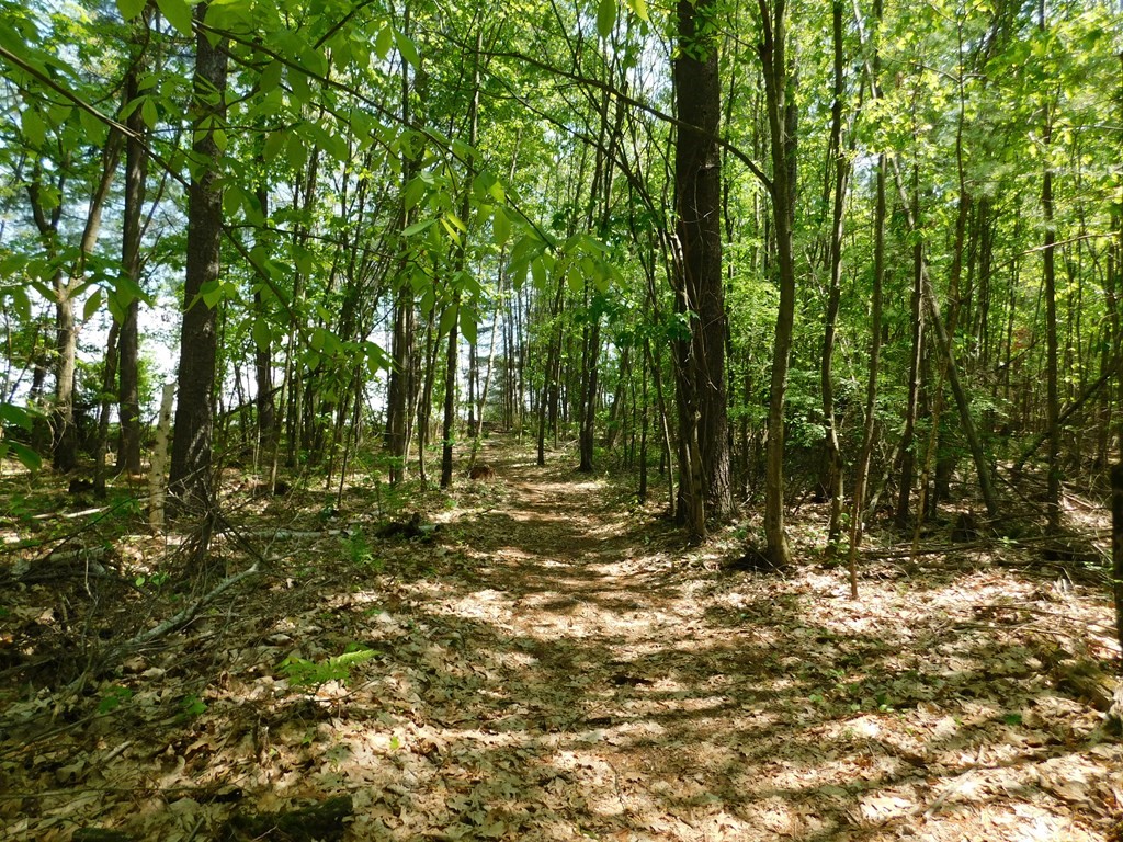 225 Rockingham Road Londonderry, NH 03053 - Photo 15 of 28 a view of a forest with trees