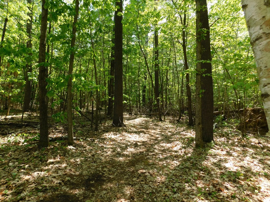 225 Rockingham Road Londonderry, NH 03053 - Photo 17 of 28 a view of a yard with lots of trees
