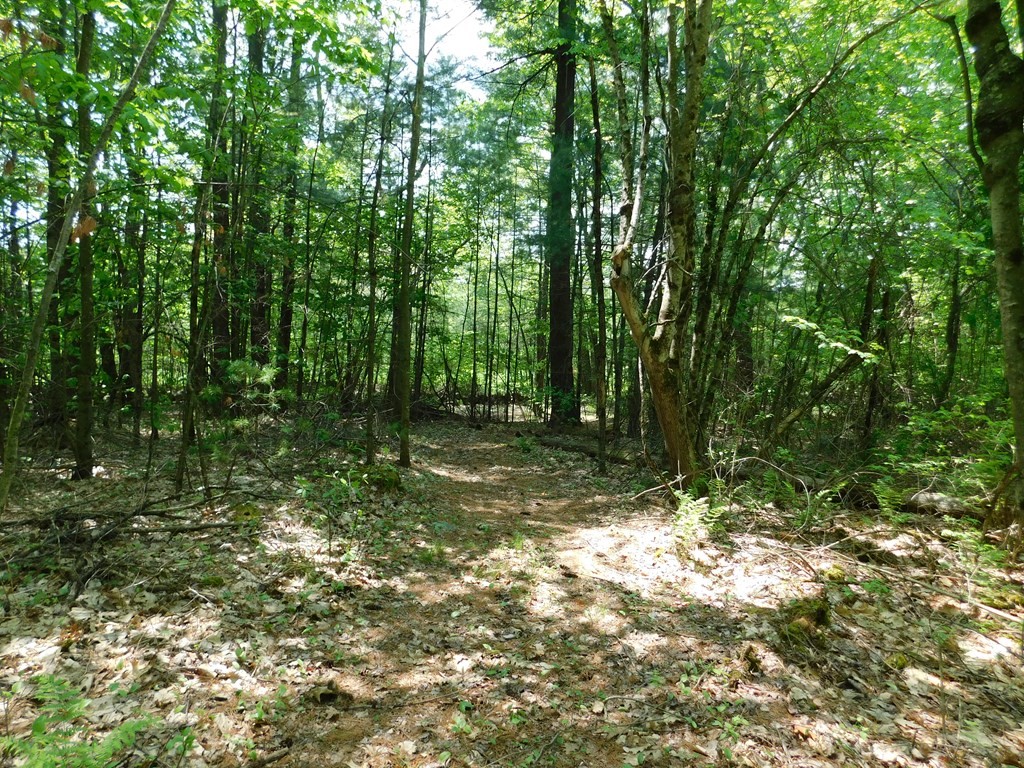 225 Rockingham Road Londonderry, NH 03053 - Photo 19 of 28 a view of outdoor space and trees