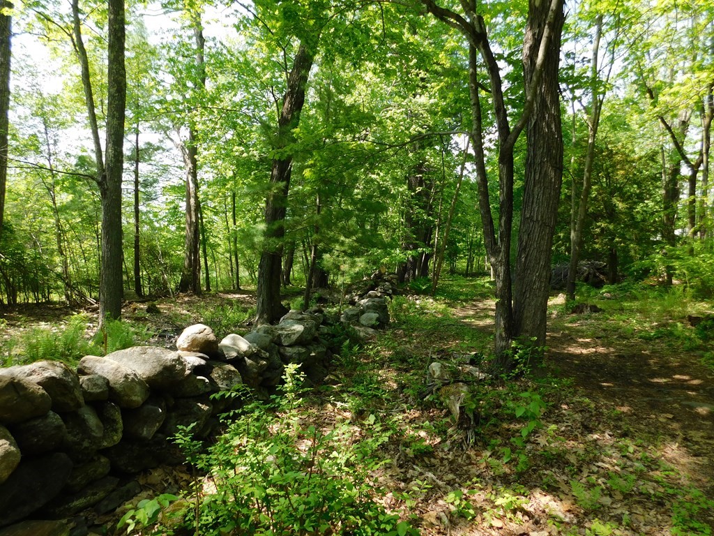 225 Rockingham Road Londonderry, NH 03053 - Photo 22 of 28 a view of a tree in a forest