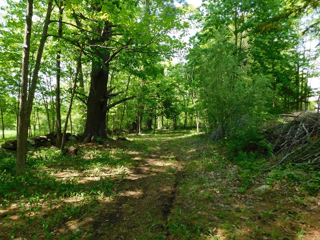225 Rockingham Road Londonderry, NH 03053 - Photo 23 of 28 a view of a trees with a tree