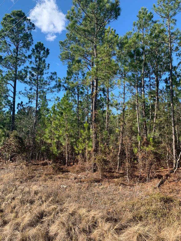 Lot #2 Windsor Road Windsor, SC 29856 - Photo 1 of 1