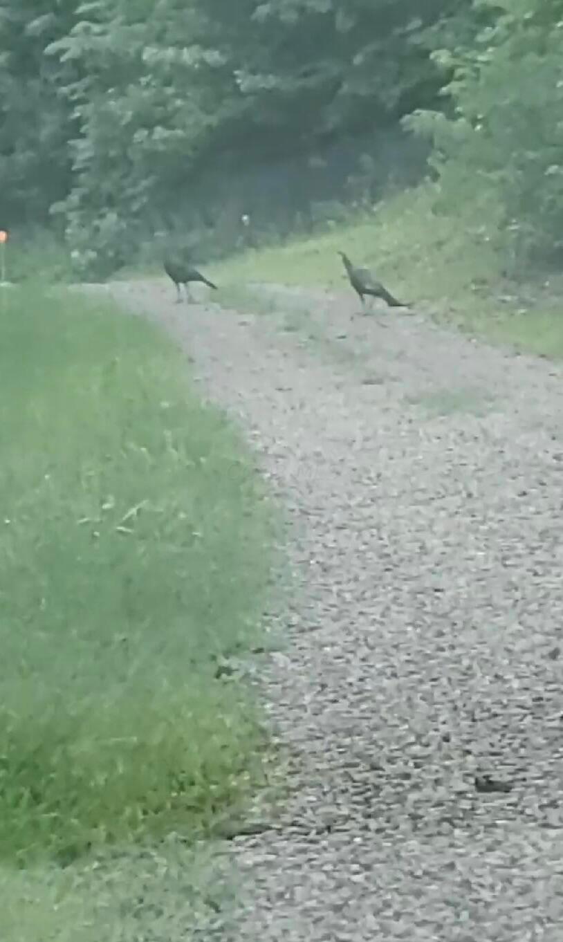 4015 Leffler Road Roseville, OH 43777 - Photo 67 of 93 Wildlife