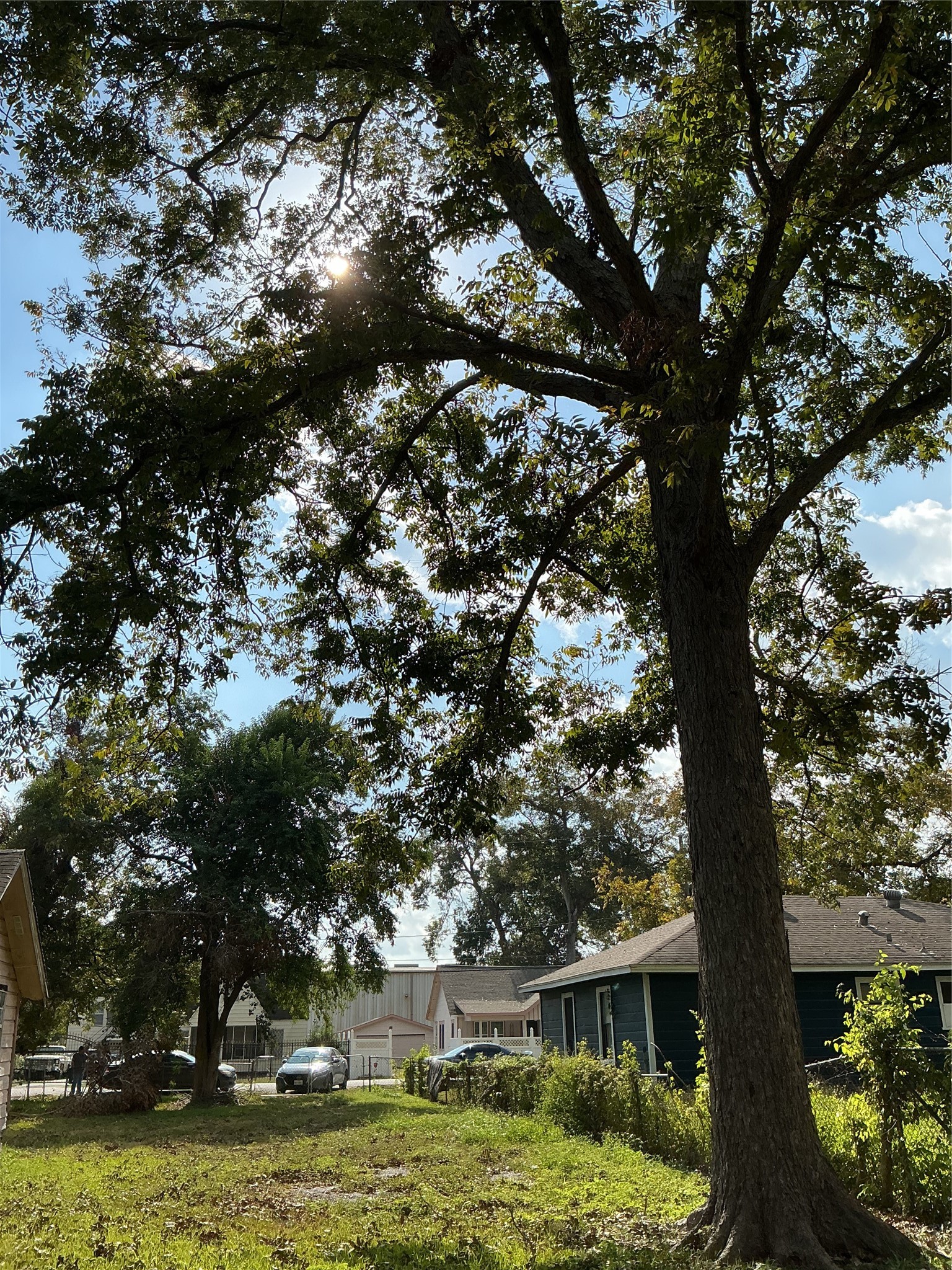 3013 Reid Street Houston, TX 77026 - Photo 11 of 17 a view of a house with a large tree