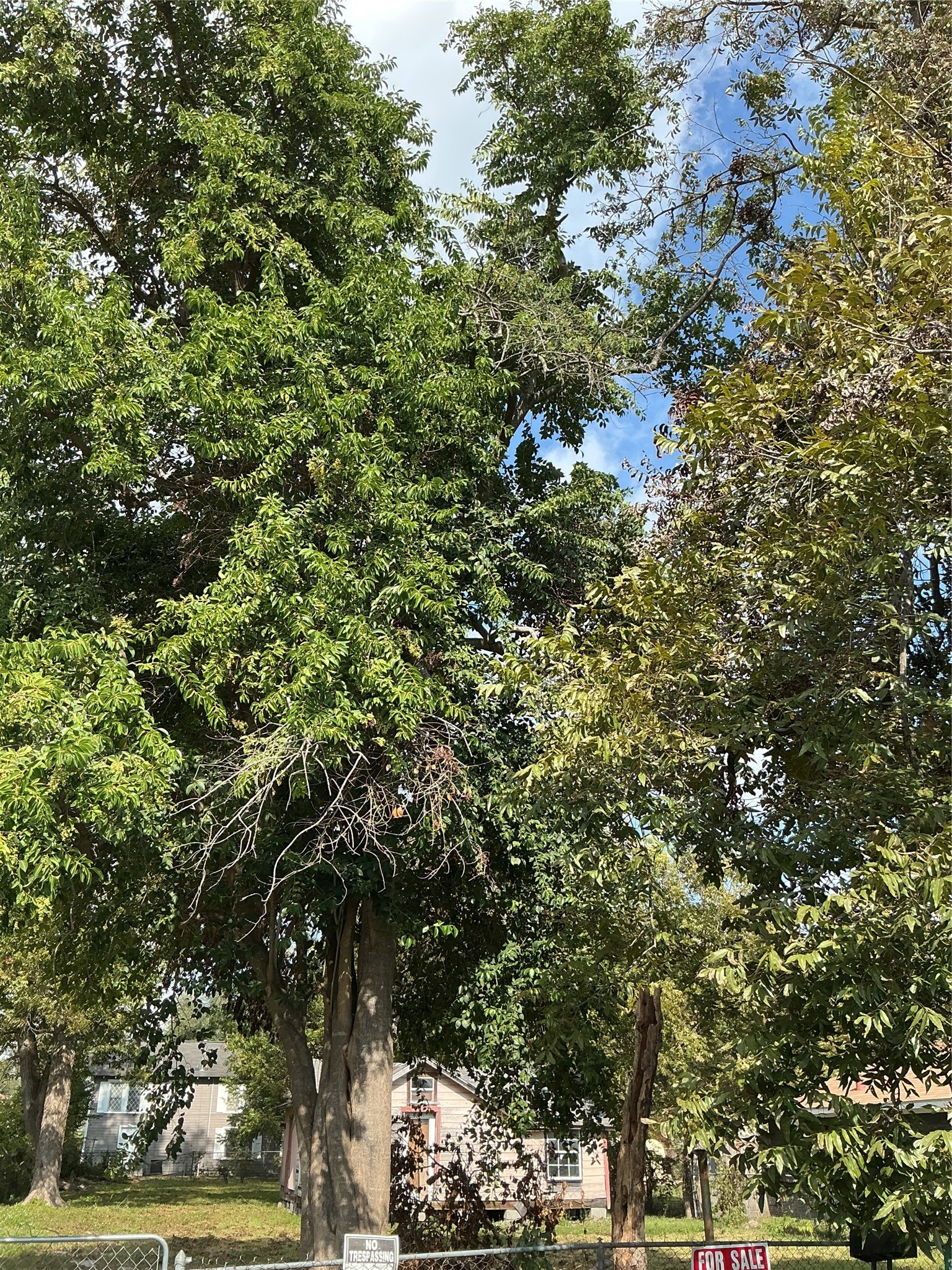 3013 Reid Street Houston, TX 77026 - Photo 16 of 17 a view of a tree in a yard